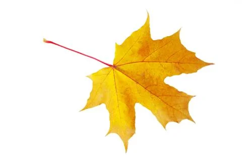 Autumn maple leaf Stock-Fotos