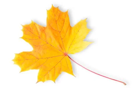 Autumn maple leaf Stock Photos