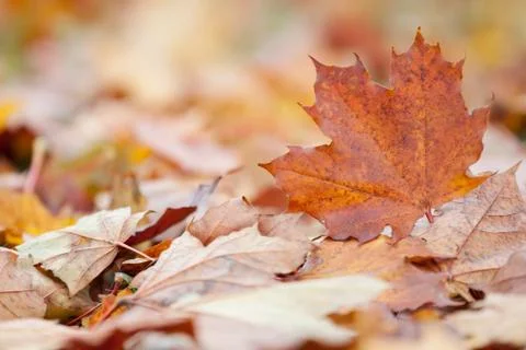 Autumn maple leaf Stock Photos