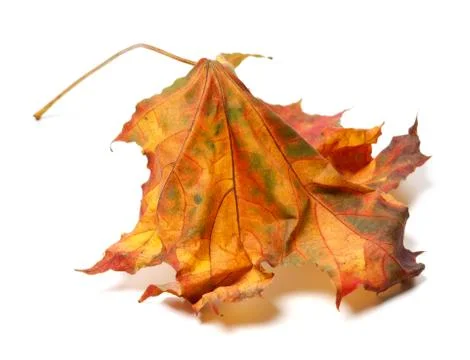 Autumn maple-leaf Stock Photos