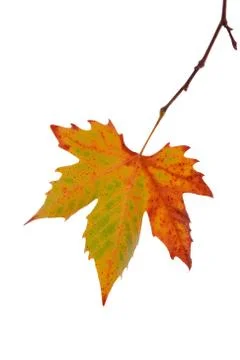 Autumn maple leaf Stock Photos