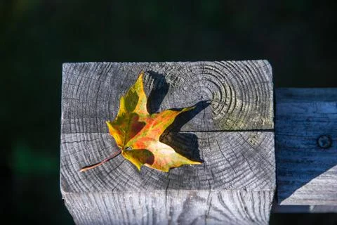 Autumn Maple Leaf Stock Photos