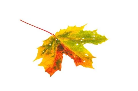 Autumn maple leaf Stock Photos