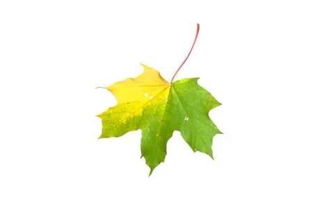 Autumn maple leaf Stock Photos
