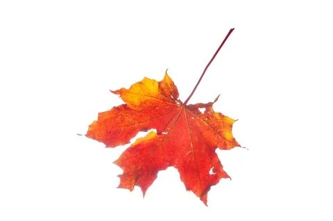 Autumn maple leaf Stock Photos