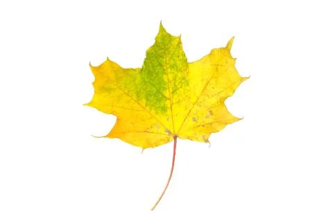 Autumn maple leaf Stock Photos