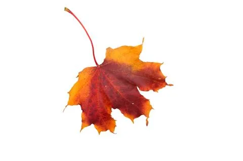 Autumn maple leaf 写真素材
