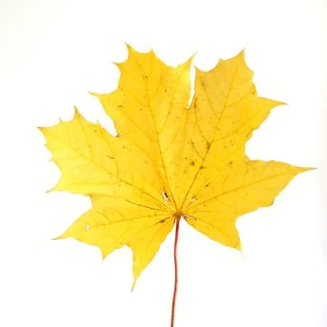 Autumn maple leaf Stock Photos