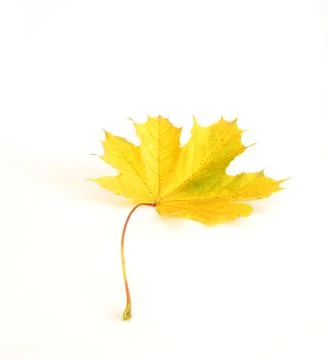 Autumn maple leaf Stock Photos