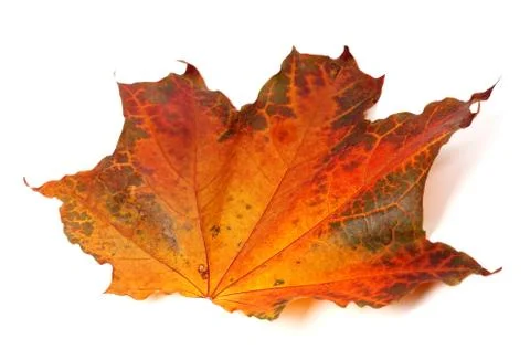 Autumn maple-leaf Stock Photos
