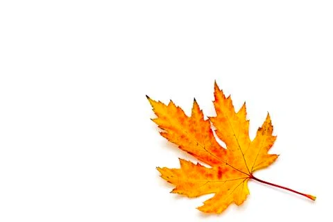 Autumn maple leaf 스톡 사진
