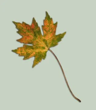 Autumn maple leaf Foto stock