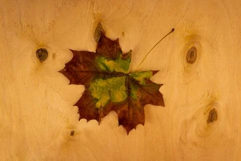 Autumn maple leaf Foto stock