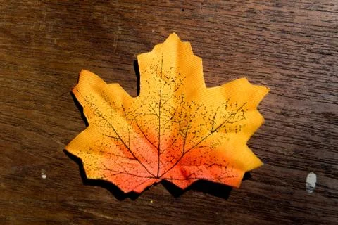 Autumn maple leaf Stock Photos