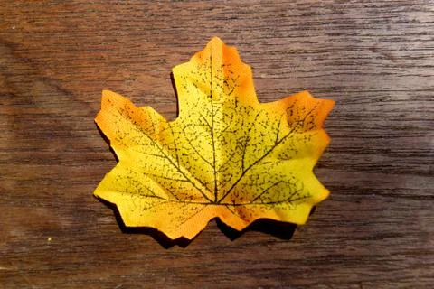 Autumn maple leaf Stock Photos