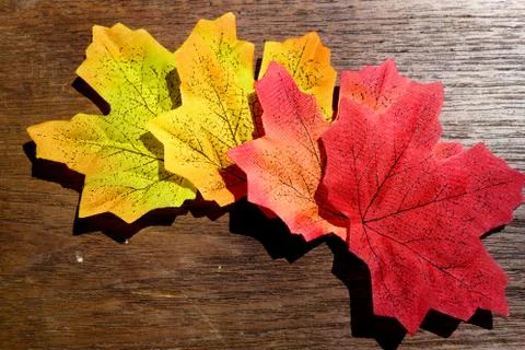 Autumn maple leaf 写真素材