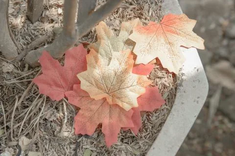 Autumn maple leaf Stockfoto's