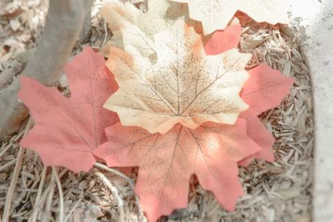 Autumn maple leaf Foto stock