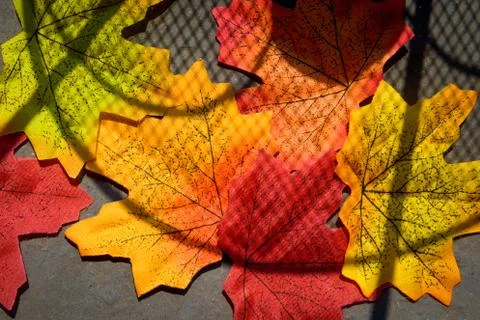 Autumn maple leaf Stock Photos