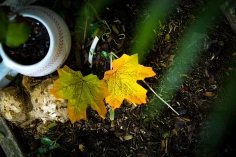 Autumn maple leaf Foto stock