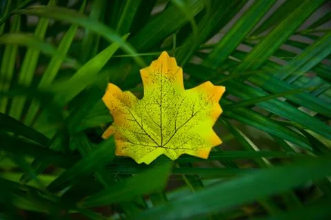 Autumn maple leaf Stock Photos