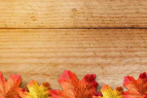 Autumn maple leaf Stock Photos