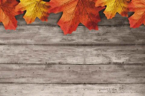 Autumn maple leaf Stock Photos