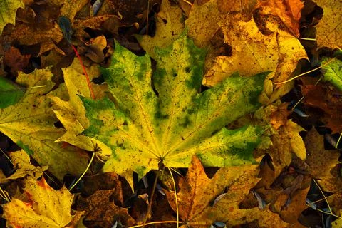 Autumn maple leaf Stock Photos