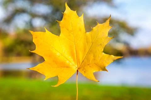 Autumn maple leaf Stock Photos