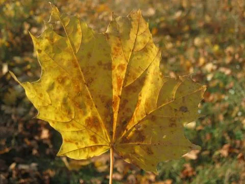 Autumn maple leaf Stock Photos