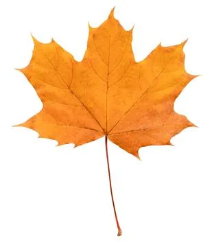 Autumn maple leaf Stock Photos