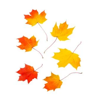 Autumn maple leaf Stock Photos