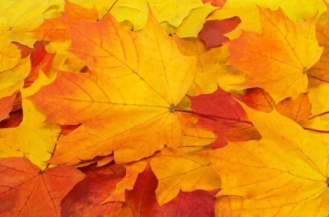 Autumn maple leaf Stock Photos