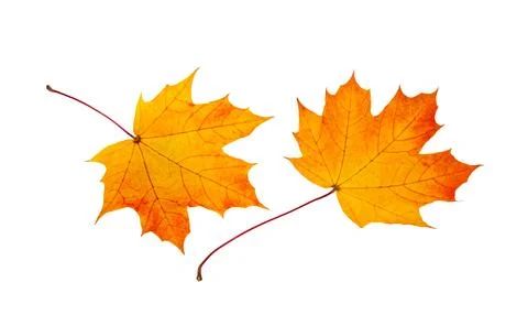 Autumn maple leaf Stock Photos