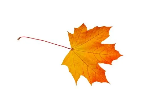Autumn maple leaf Stock Photos
