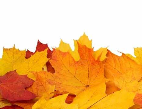 Autumn maple leaf. Stock Photos