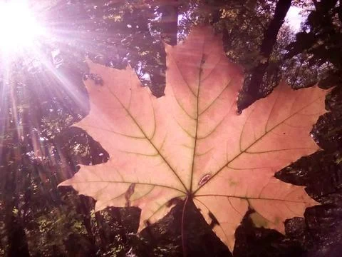 Autumn maple leaf Stock-Fotos