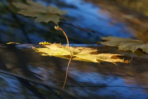 Autumn maple leaf Stockfoto's