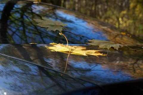 Autumn maple leaf 库存照片