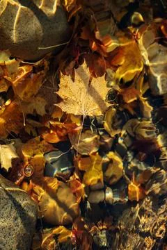 Autumn Maple Leaf on Pond Fotos Stock