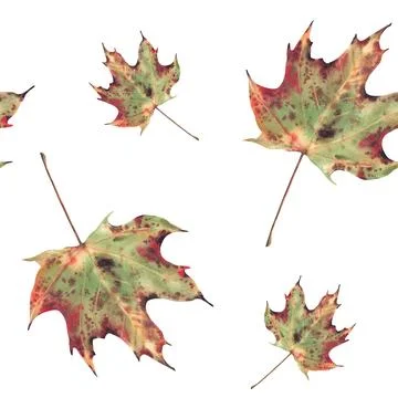 Autumn maple leaf seamless pattern. Watercolor green, yellow, red golden co.. 库存插图