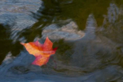 Autumn maple leaf sinking in dark water. Soft focus. Loss, withering, death c Stock Photos
