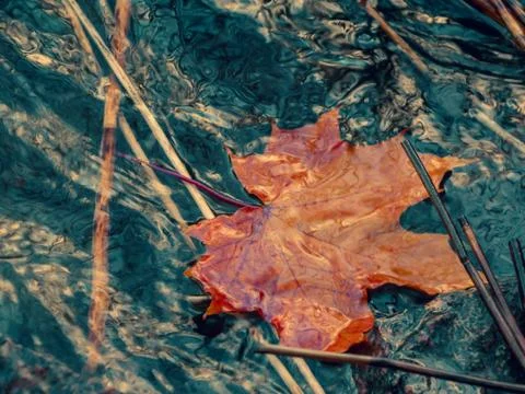 Autumn maple leaf sinking in dark water. Soft focus. Loss, withering, death c Stock Photos