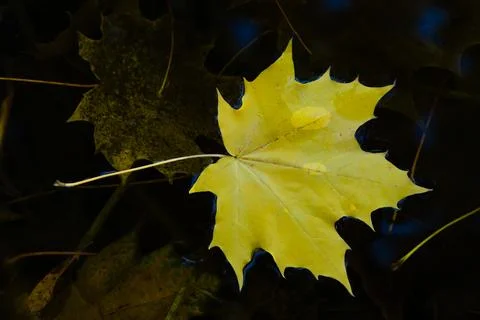 Autumn maple leaf sinking in dark water. Soft focus. Stock Photos