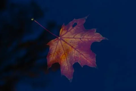 Autumn maple leaf sinking in dark water. Soft focus. Stock Photos