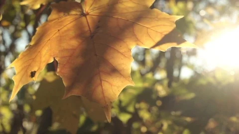 Autumn Maple Leaf In Slight Backlight Stock Footage 97181287