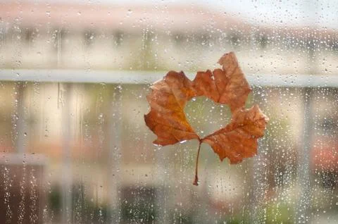 Autumn maple leaf stuck to wet the glass window with the rain drops Фото