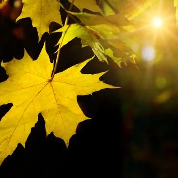 Autumn maple leaf in the sun Stock Photos