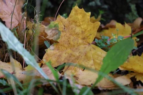 Autumn maple leaf with sunlight on grass Stock Photos