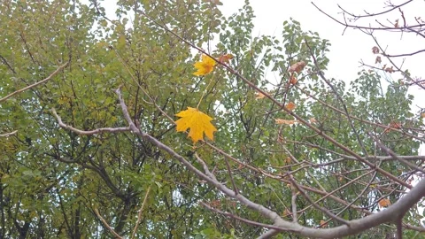 An autumn maple leaf sways in the wind Video stock 319858844